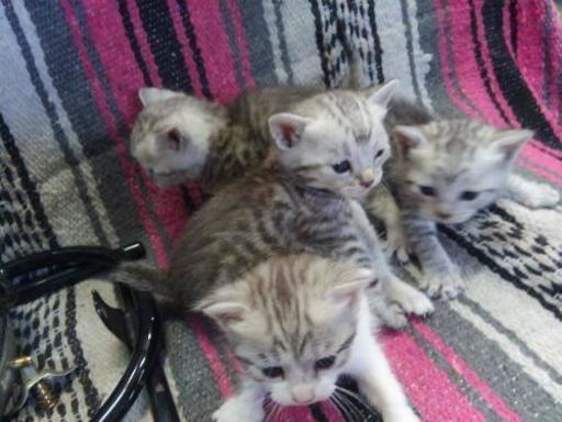 生後2週間親アメリカンショートと雑種白猫 Dai 南アルプスの猫の里親募集 ジモティー