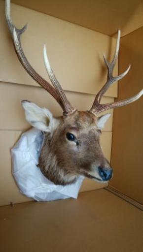 在庫有り 鹿の剥製 頭部 壁掛け 本州送料無料 その他 Rspg Spectrum Eu 在庫有り 鹿の剥製 頭部 壁掛け 本州送料無料 その他 Rspg Spectrum Eu