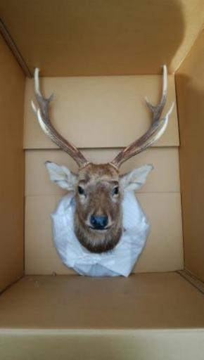 在庫有り 鹿の剥製 頭部 壁掛け 本州送料無料 その他 Rspg Spectrum Eu 在庫有り 鹿の剥製 頭部 壁掛け 本州送料無料 その他 Rspg Spectrum Eu
