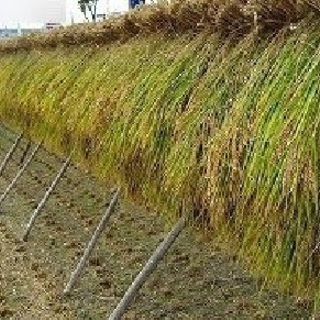 【特価】 ☆平成29年 30kg☆ 玄米 ヒノヒカリ ※天日干し 南大阪産 その他