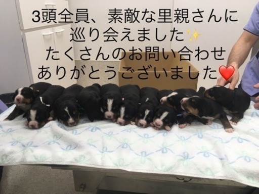 生後2ヶ月 バーニーズマウンテンドッグ ちびくみ 水戸のその他の里親募集 ジモティー