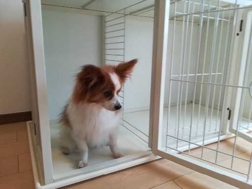 犬のケージ/ドッグゲージ