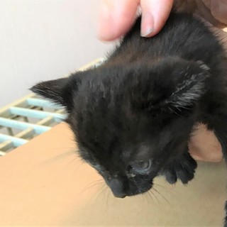 子猫、真っ黒、1ヶ月ぐらい。
