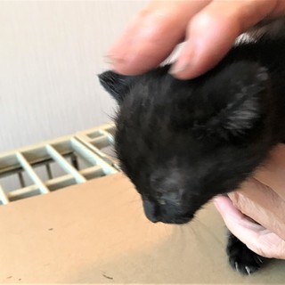 子猫、真っ黒、1ヶ月ぐらい。 - 猫