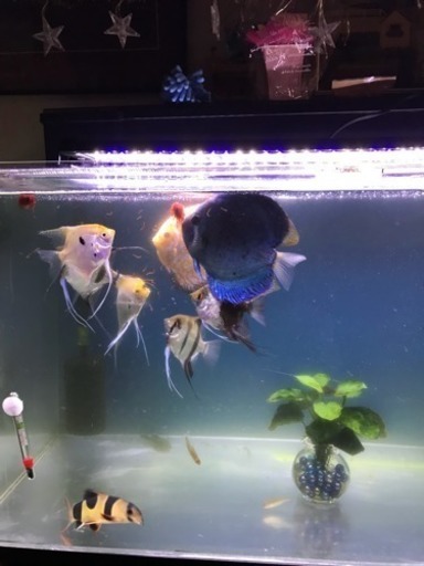 熱帯魚