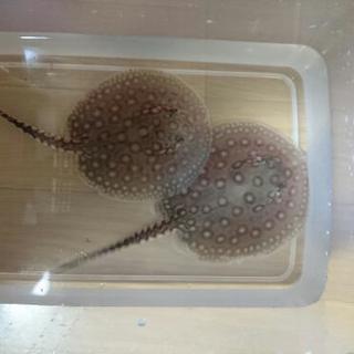 熱帯魚淡水エイ  エクセルコロンビアモトロ♂×コロンビアモトロ♀から産まれたベビー