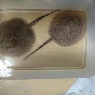 熱帯魚淡水エイ  エクセルコロンビアモトロ♂×コロンビアモトロ♀から産まれたベビー