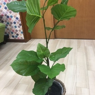 観葉植物（造花）300円で譲ります。6月22日取りに来て頂ける方...