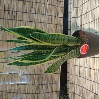 観葉植物　サンスベリア　5寸