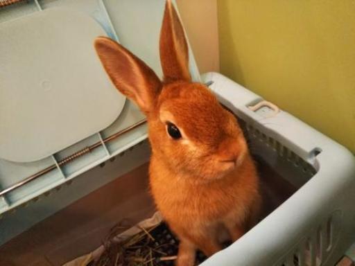 捨てうさぎ里親募集 栗原紫苑 相模原のその他の里親募集 ジモティー