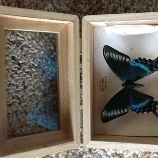 1羽ー蝶の標本 1羽ー蝶の標本