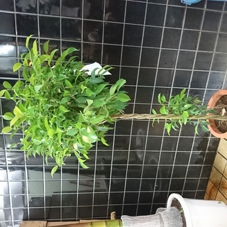 観葉植物 ベンヂャミン　8寸