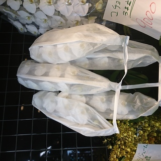 胡蝶蘭　5本立　ロング