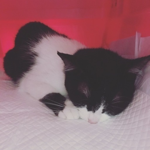 可愛い黒白猫です 地域問いません 猫が大好き 草津の猫の里親募集 ジモティー