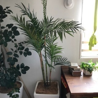 観葉植物 フェイク品