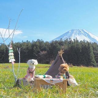 富士山わんわんマルシェ - イベント