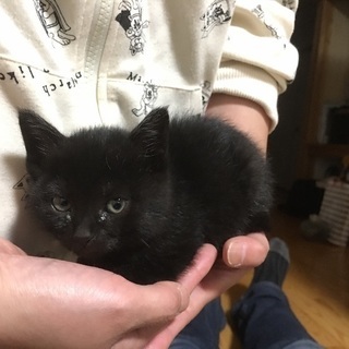 真っ黒かわいい子猫