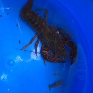 埼玉県の中古アメリカザリガニが無料 格安で買える ジモティー