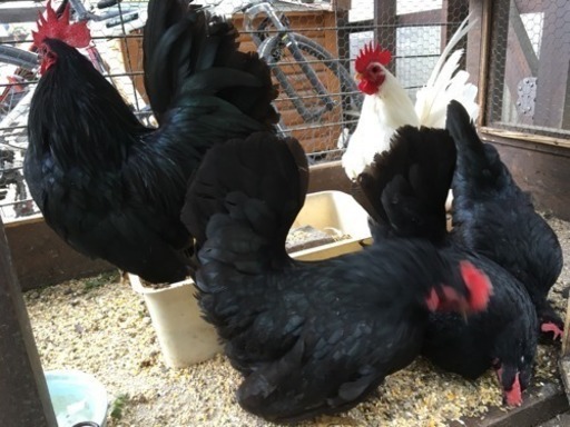 チャボ 黒のオス1羽 白のオス1羽 黒のメス3羽 まーさん 東青梅のその他の里親募集 ジモティー