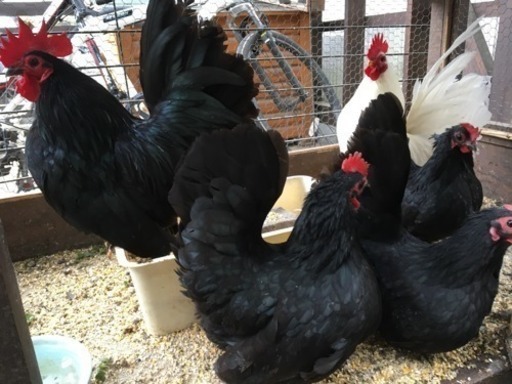 チャボ 黒のオス1羽 白のオス1羽 黒のメス3羽 まーさん 東青梅のその他の里親募集 ジモティー