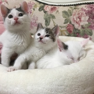 可愛いさかりの2カ月子猫ちゃん3匹います
