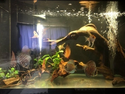 熱帯魚 節約 エンゼルフィッシュ 