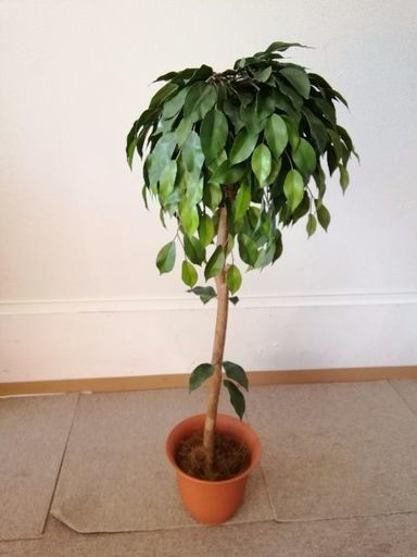 造花　観葉植物