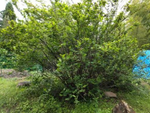 黒蝋梅クロロウバイ樹木差し上げます Afairwind 京都のその他の中古あげます 譲ります ジモティーで不用品の処分