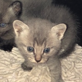 4月10日生まれ 黒猫♀