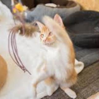 宮城県の猫カフェ イベント情報 ジモティー 宮城県の猫カフェ イベント情報 ジモティー
