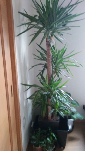 特大観葉植物(ユッカ.ルミエラ)