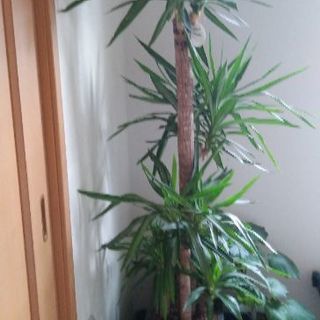 特大観葉植物(ユッカ.ルミエラ)