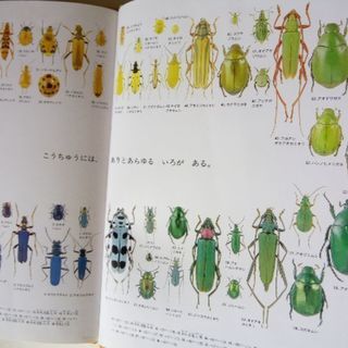 カブトムシ の 図鑑 《お話中》