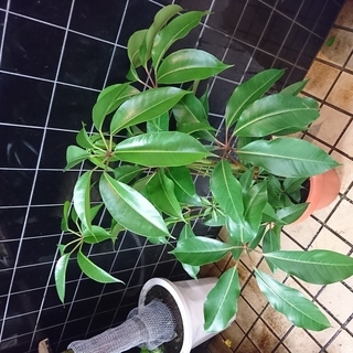 観葉植物　花　シェフレラ チュピタンサス　8寸　入荷しました