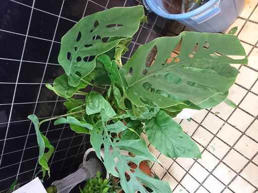 モンステラ デュビア Hinshitsu Noii 植物 観葉植物 Classicsystemscsil Com
