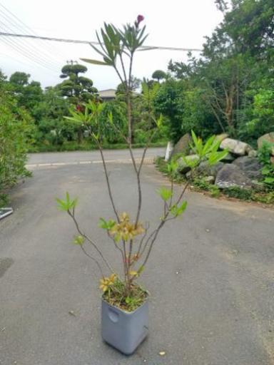 お届けも可能 夾竹桃 キョウチクトウ 挿し木 赤 モッコク付き 1 5メートル Ogawa 飯倉のその他の中古あげます 譲ります ジモティーで不用品の処分