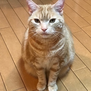 再：里親になって下さい。アメショ♀（ブラウンタビー）成猫 - ふじみ野市