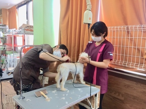 お待たせしました 日曜フリータイム制トリミング技術習得コースが始まりました 神戸愛犬美容専門学院姫路校 神戸校 神戸愛犬美容専門学院 姫路 のその他の生徒募集 教室 スクールの広告掲示板 ジモティー