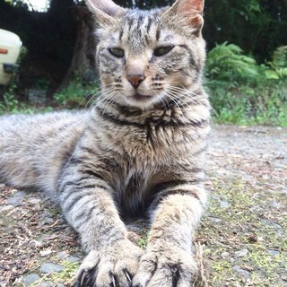 成猫　♀　キジトラ　里親募集