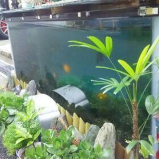 １５０センチの水槽、商談中