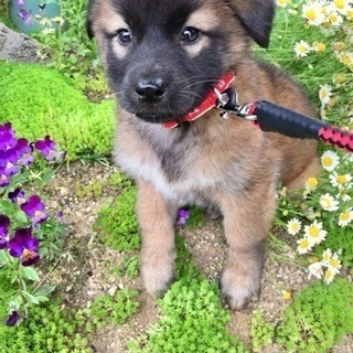 可愛い姉妹犬ポポちゃん🎵二カ月❗️