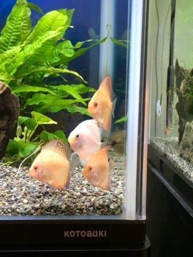 黄金楊貴妃とスノーホワイト(熱帯魚水槽)ディスカス