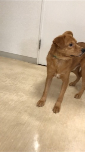 多頭飼育現場から動物病院で保護中 人馴れ訓練中の怖がり男の子が家族を待っています Kmhらぶ 江戸川の犬の里親募集 ジモティー