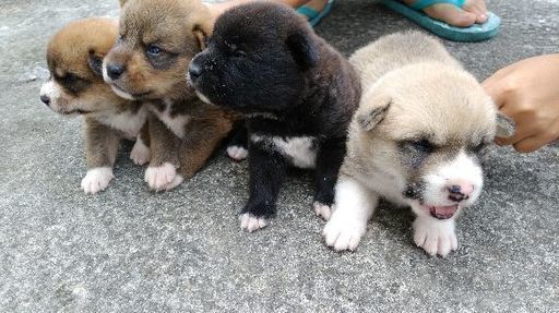 子犬里親募集 あら うるまの犬の里親募集 ジモティー