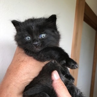 長毛カールの黒猫二匹の里親さんを募集します。 − 茨城県