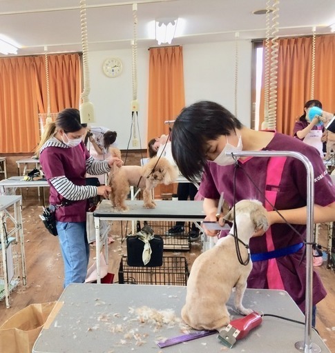 人気あり 日曜フリータイム制トリミング技術習得コースがスタート 募集中 神戸愛犬美容専門学院 神戸愛犬美容専門学院 姫路 のその他の生徒募集 教室 スクールの広告掲示板 ジモティー 人気あり 日曜フリータイム制トリミング技術習得コースがスタート 募集中 神戸愛犬美容専門学院 神戸愛犬美容専門学院 姫路 のその他の生徒募集 教室 スクールの広告掲示板 ジモティー