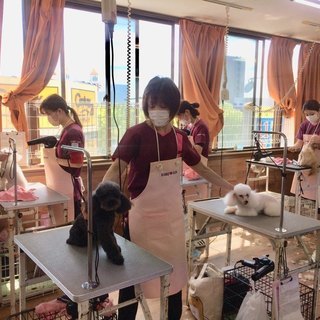 人気あり 日曜フリータイム制トリミング技術習得コースがスタート 募集中 神戸愛犬美容専門学院 神戸愛犬美容専門学院 姫路 のその他の生徒募集 教室 スクールの広告掲示板 ジモティー 人気あり 日曜フリータイム制トリミング技術習得コースがスタート 募集中 神戸愛犬美容専門学院 神戸愛犬美容専門学院 姫路 のその他の生徒募集 教室 スクールの広告掲示板 ジモティー