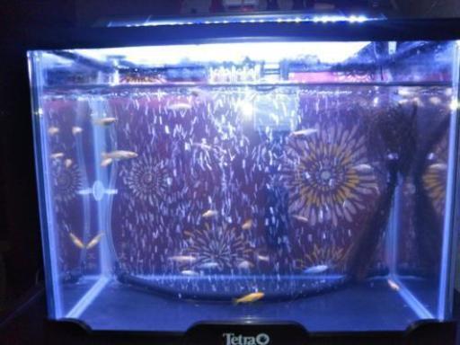 アクアリウムledライト 9556 行橋のその他の中古あげます 譲ります ジモティーで不用品の処分 アクアリウムledライト 9556 行橋のその他の中古あげます 譲ります ジモティーで不用品の処分