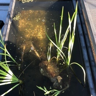 メダカ用 赤玉土 ソイル ボラ土 川砂 Mr 博多弁 野芥のその他の中古あげます 譲ります ジモティーで不用品の処分 メダカ用 赤玉土 ソイル ボラ土 川砂 Mr 博多弁 野芥のその他の中古あげます 譲ります ジモティーで不用品の処分