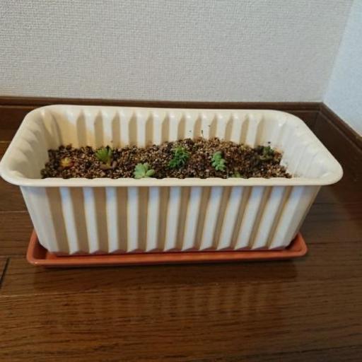 ダイソーの植木鉢受け皿 白 うーさん 水戸のその他の中古あげます 譲ります ジモティーで不用品の処分